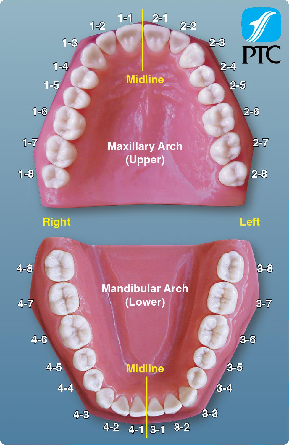 Dental Charts To Understand Tooth Numbering System Tooth Chart: A ...