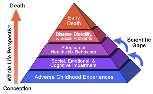 Pyramid of stages from conception (bottom) to death (top) - Adverse childhood experiences; Social, emotional and cognitive impairment; Adoption of health-risk behaviors; Disease, disability and social problems; Early death